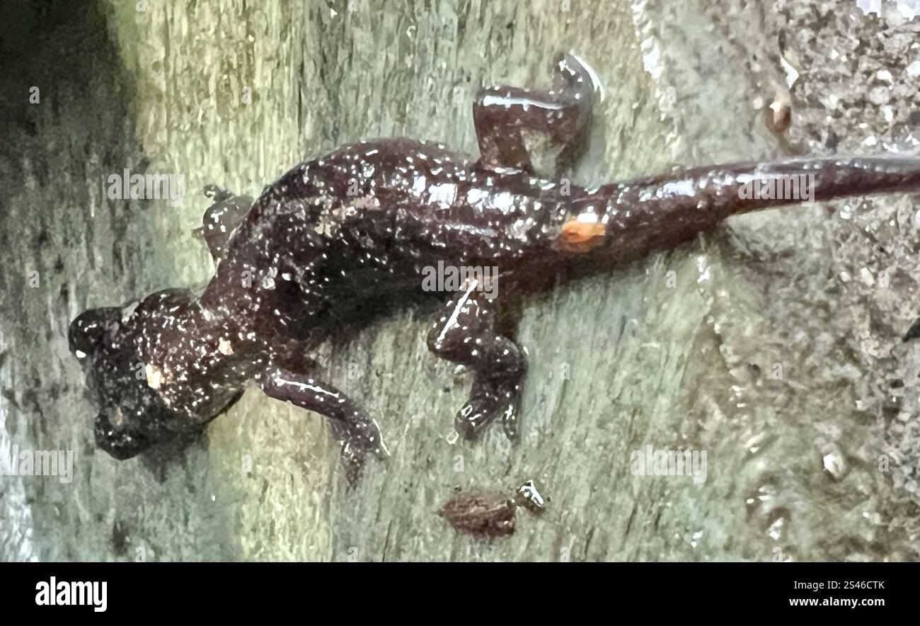 Salamandre arboricole (Aneides lugubris) Banque D'Images