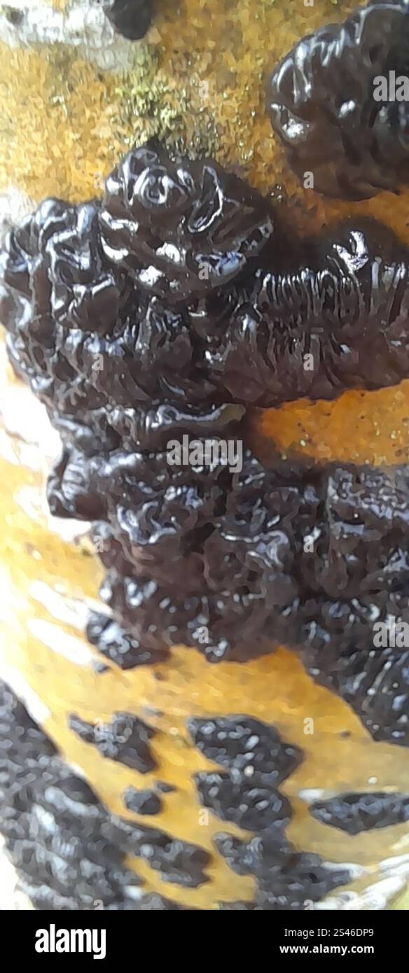 Beurre de Warlock (Exidia nigricans) Banque D'Images