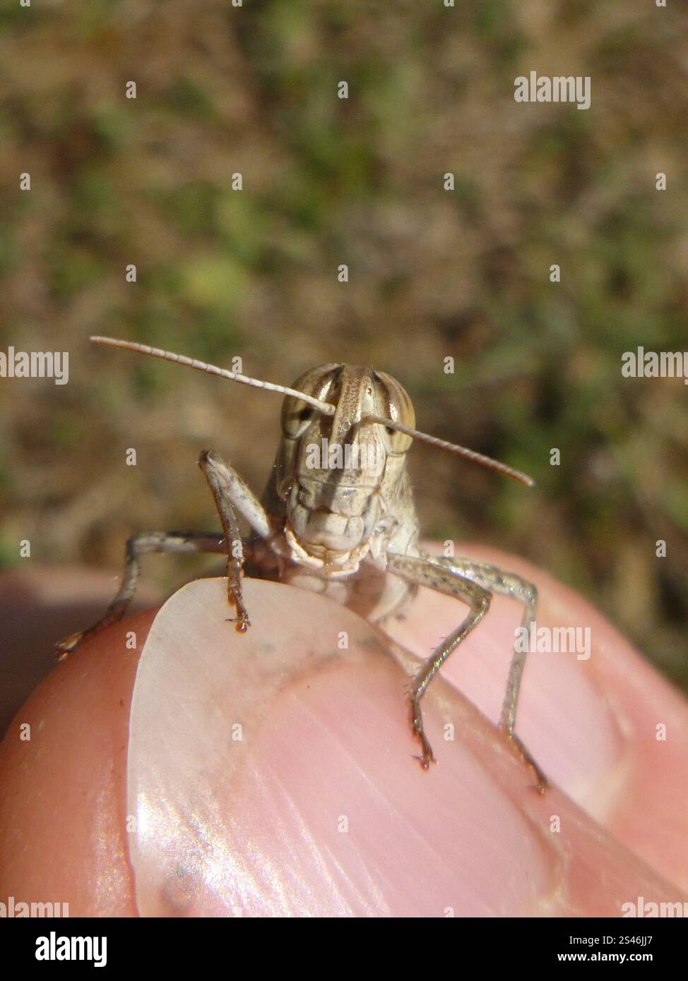 Criquet italien (Calliptamus italicus) Banque D'Images
