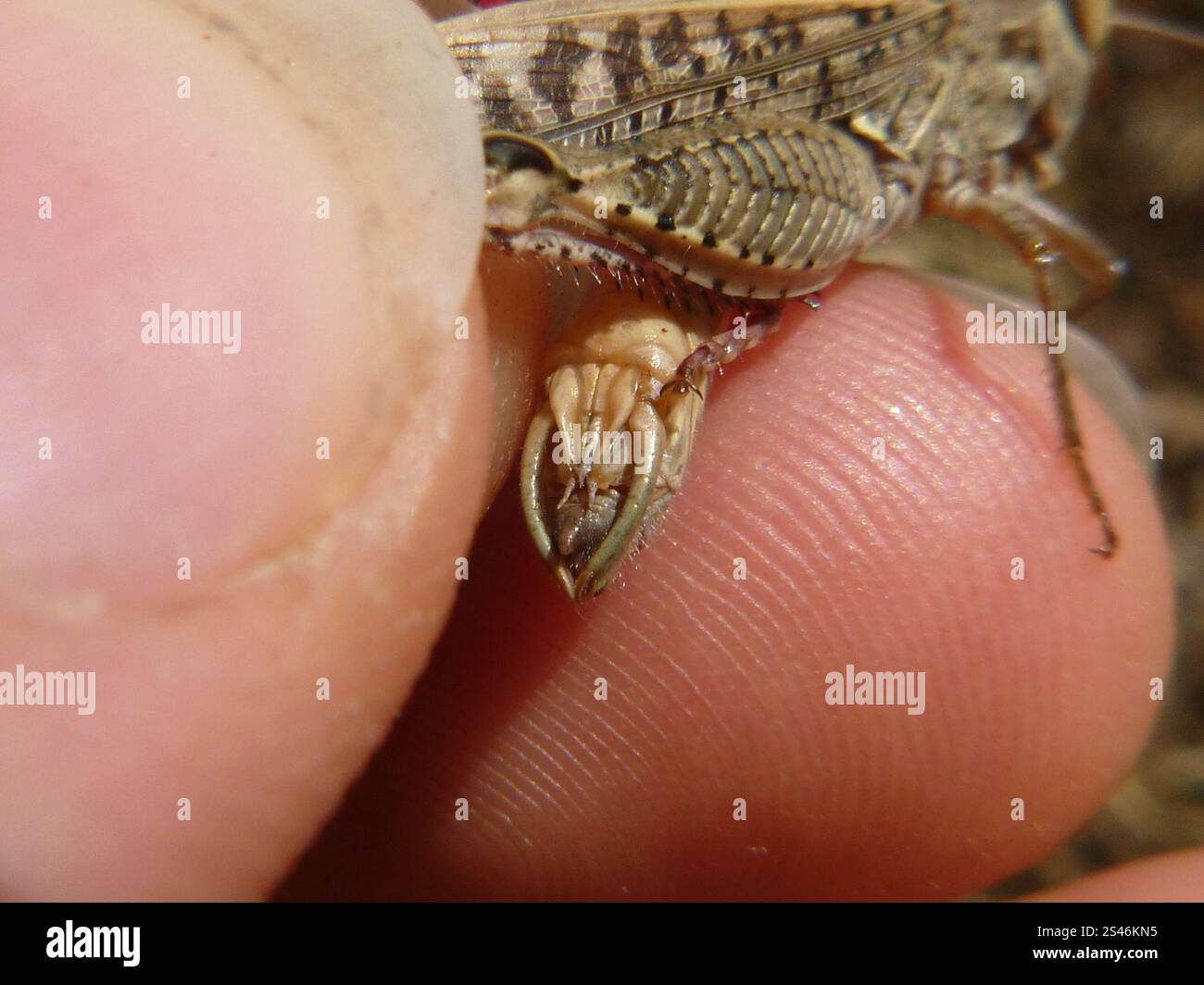 Criquet italien (Calliptamus italicus) Banque D'Images