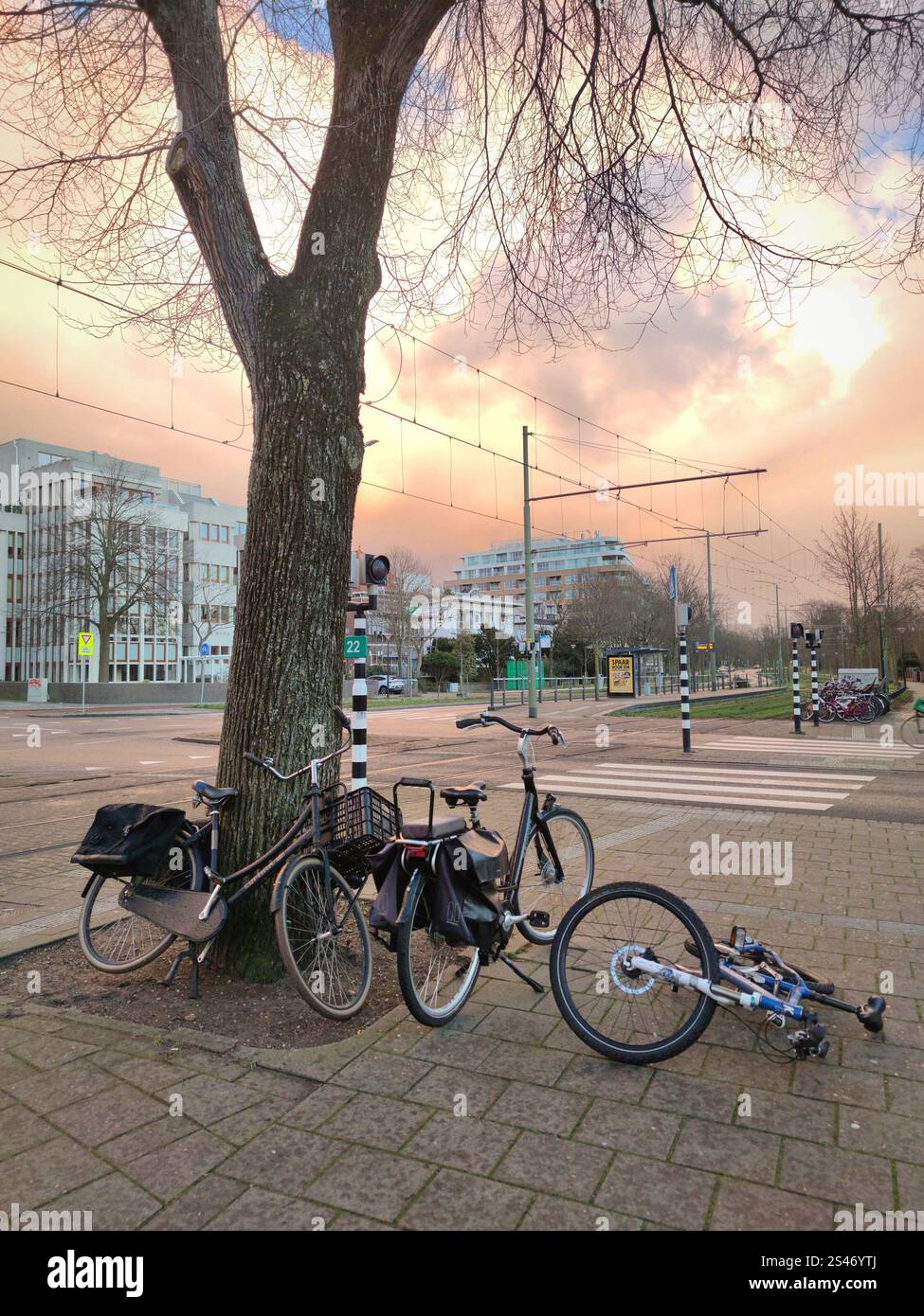 Vue sur la rue à Scheveningen, la Haye, pays-Bas. Les vélos sont garés sous un arbre, l'un a été soufflé par des vents violents. Ciel de tempête rose en arrière-plan. Banque D'Images