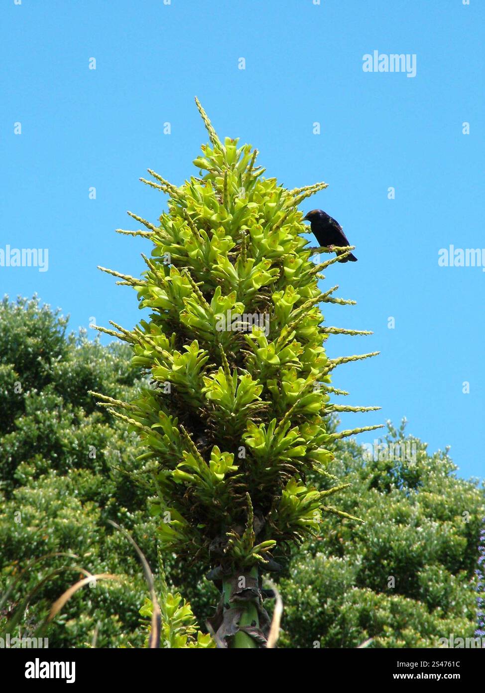 Puya chilensis , une espèce de broméliade terrestre. Est originaire du centre du Chili.Evergreen pérenne, il a de grandes rosettes denses de gris-vert, strap- Banque D'Images