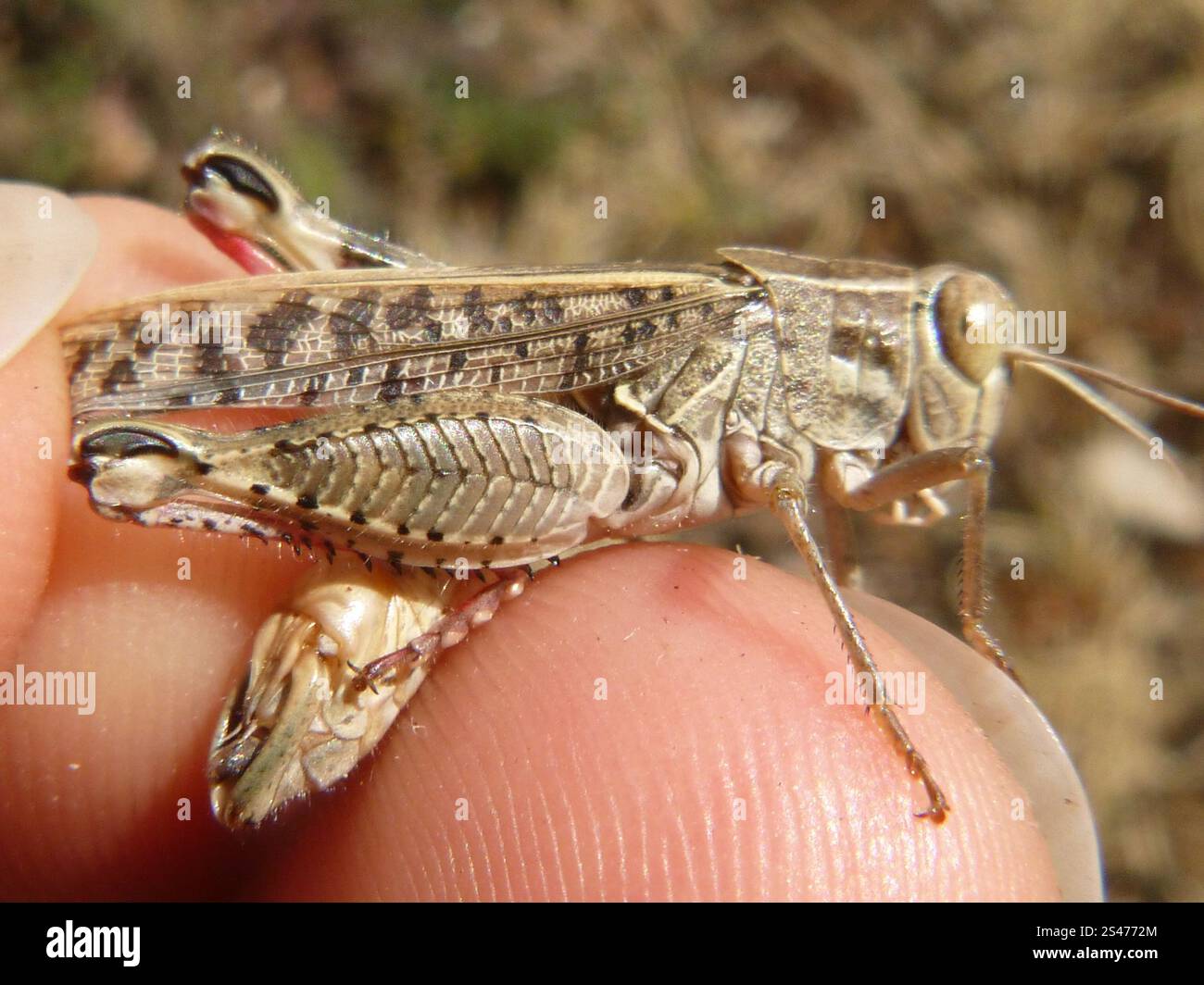Criquet italien (Calliptamus italicus) Banque D'Images