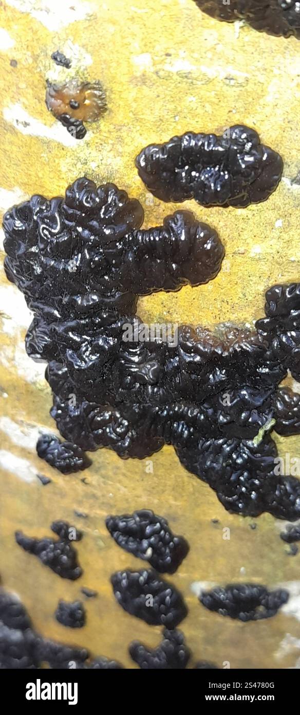 Beurre de Warlock (Exidia nigricans) Banque D'Images