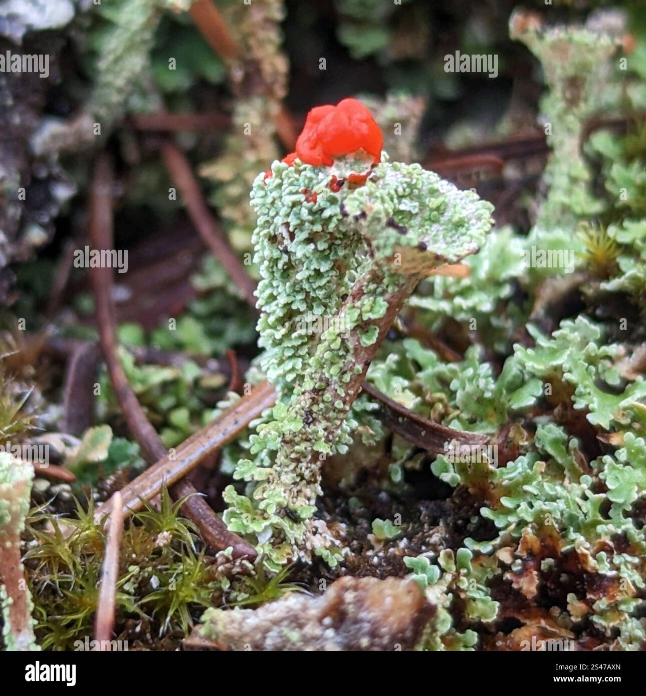 Soldats jouets (Cladonia bellidiflora) Banque D'Images