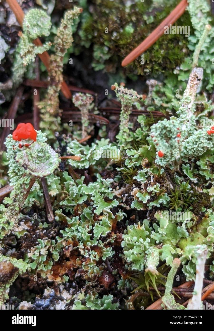Soldats jouets (Cladonia bellidiflora) Banque D'Images