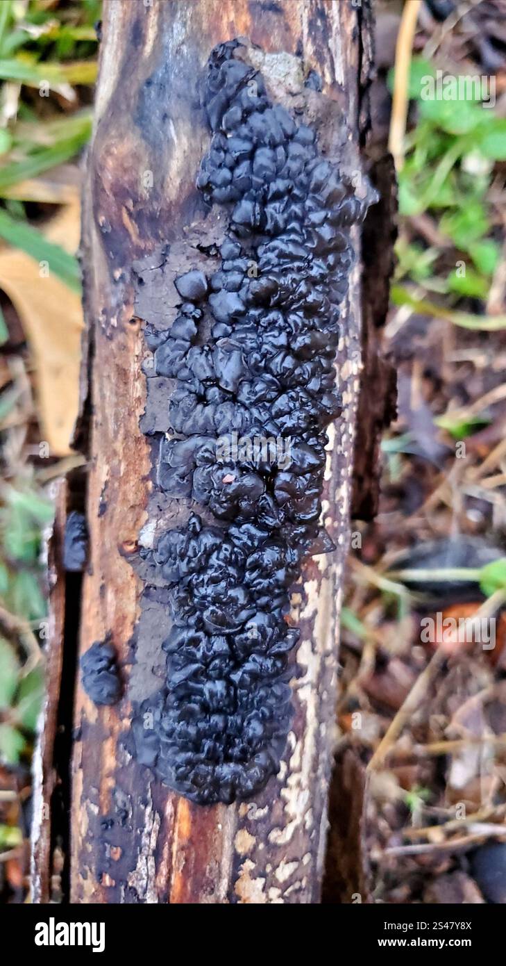 Beurre de Warlock (Exidia nigricans) Banque D'Images