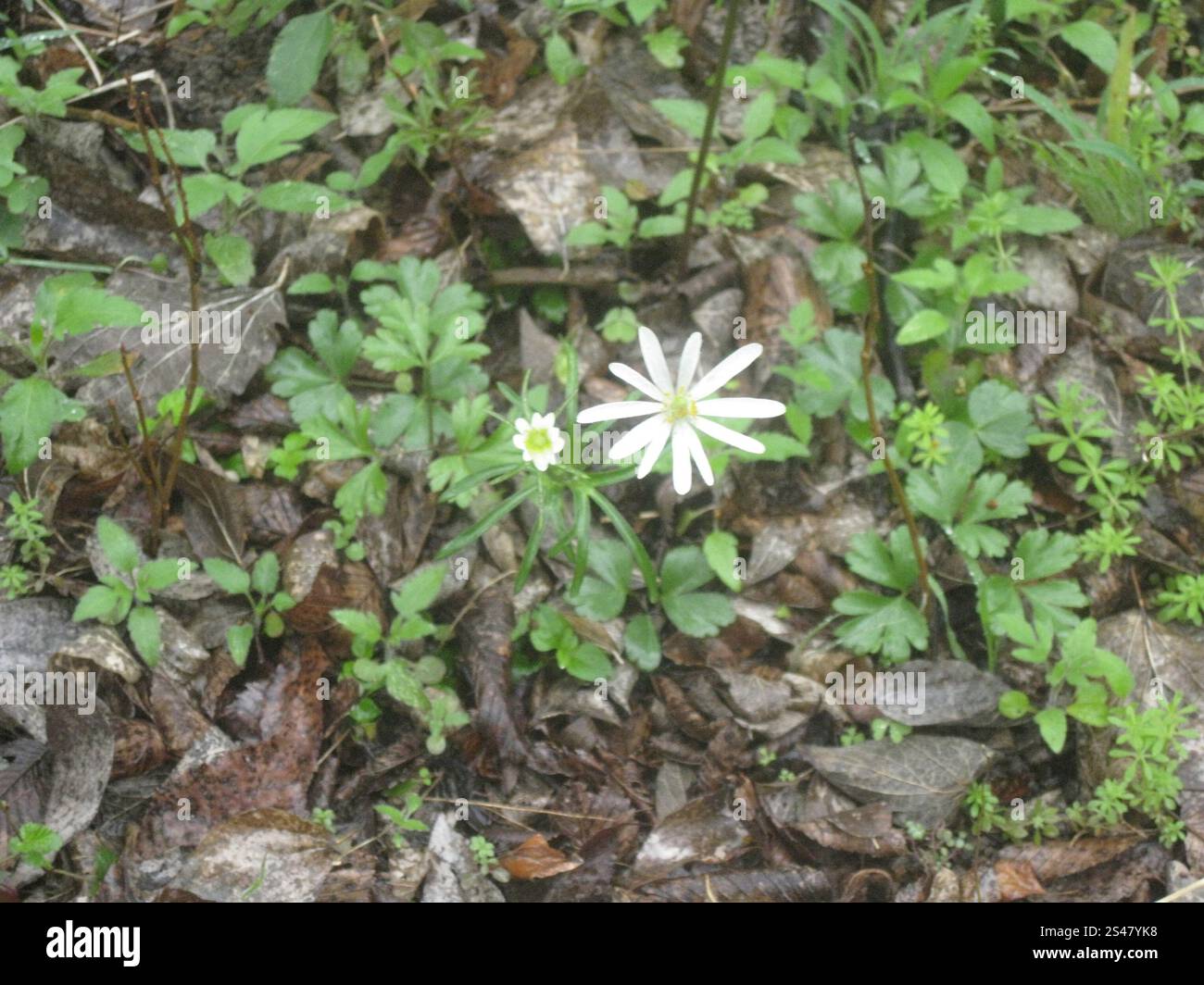 Anémone du plateau d'Edwards (Anemone edwardsiana) Banque D'Images