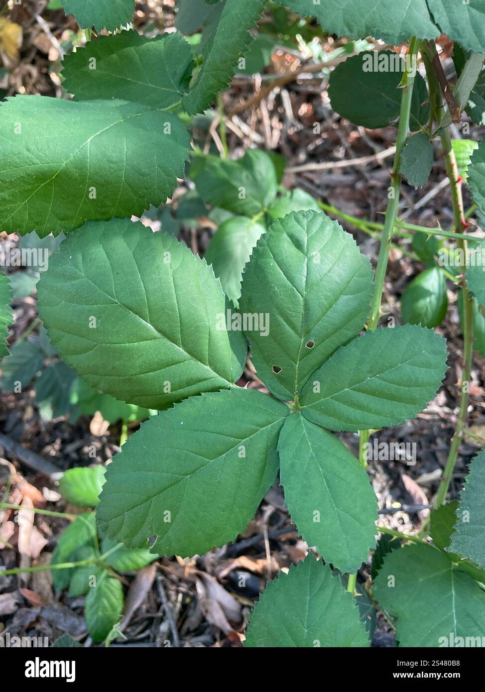 Mûre arménienne (Rubus armeniacus) Banque D'Images