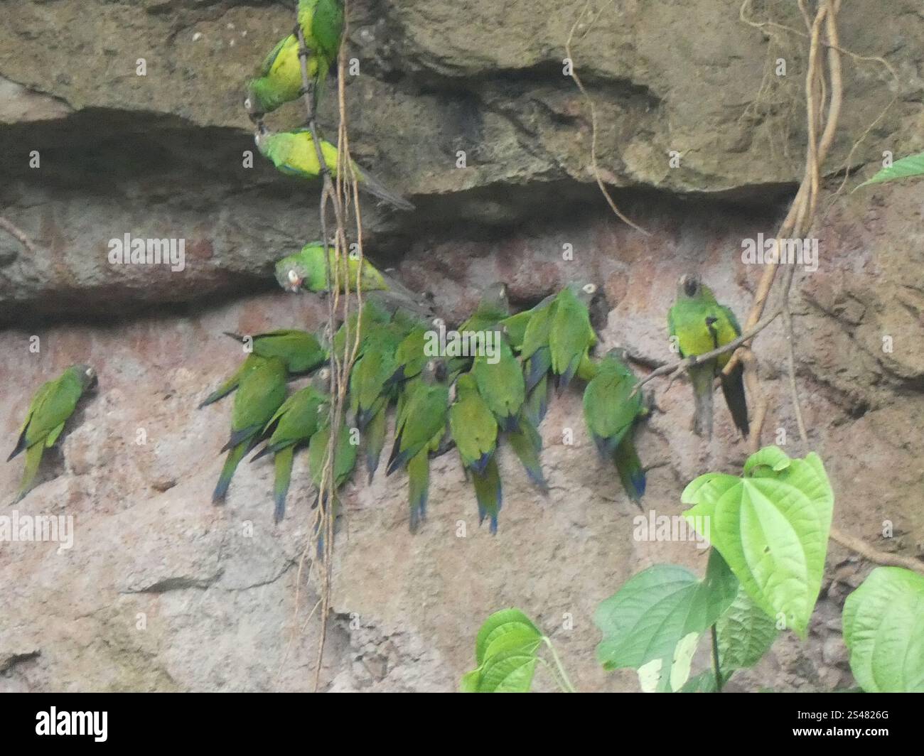 Perruche à tête sombre (Aratinga weddellii) Banque D'Images