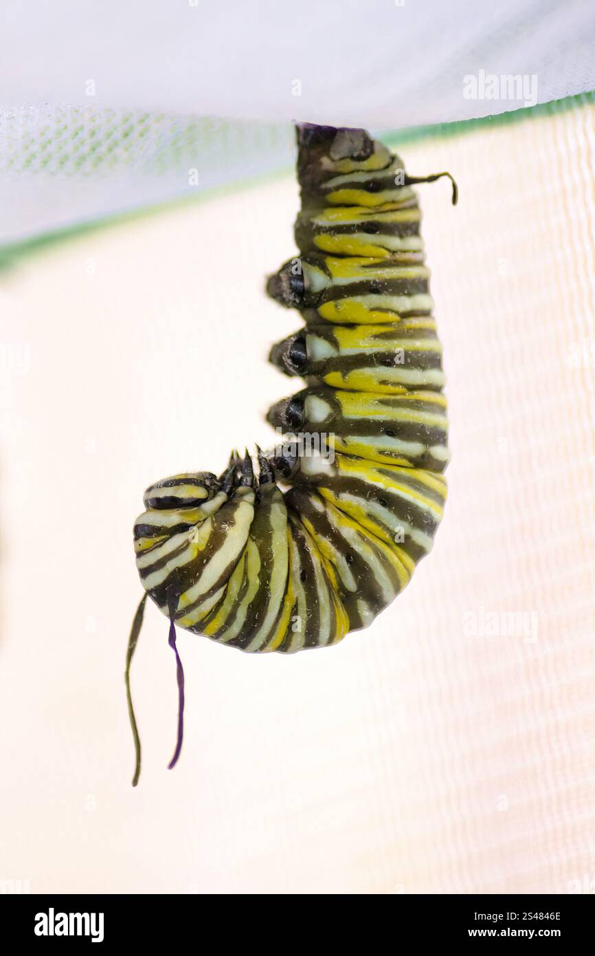 Monarch caterpillar commence son voyage itd pour devenir une chrysalide. Banque D'Images