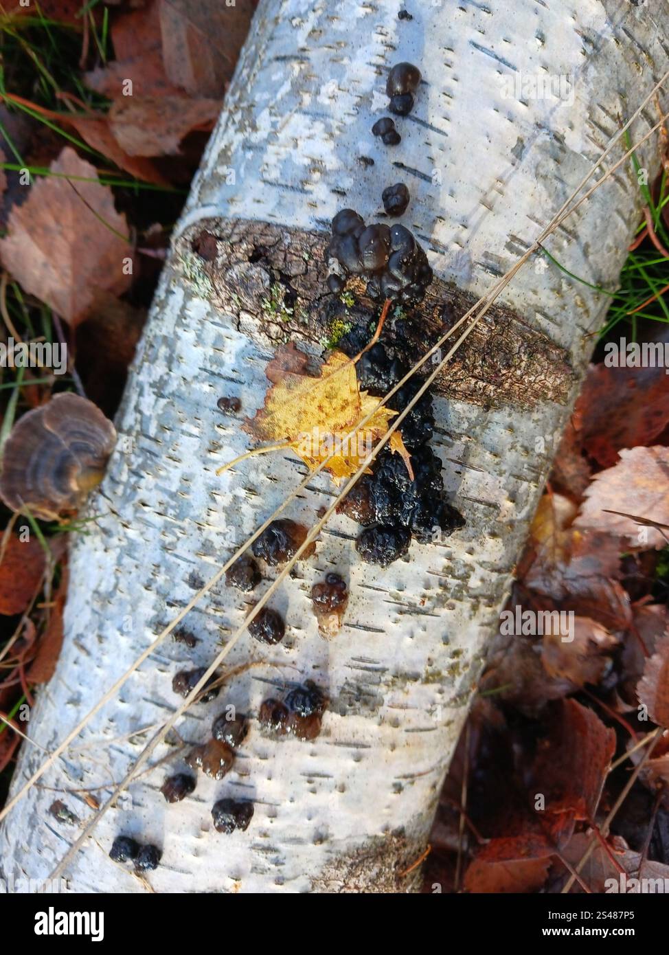 Beurre de Warlock (Exidia nigricans) Banque D'Images