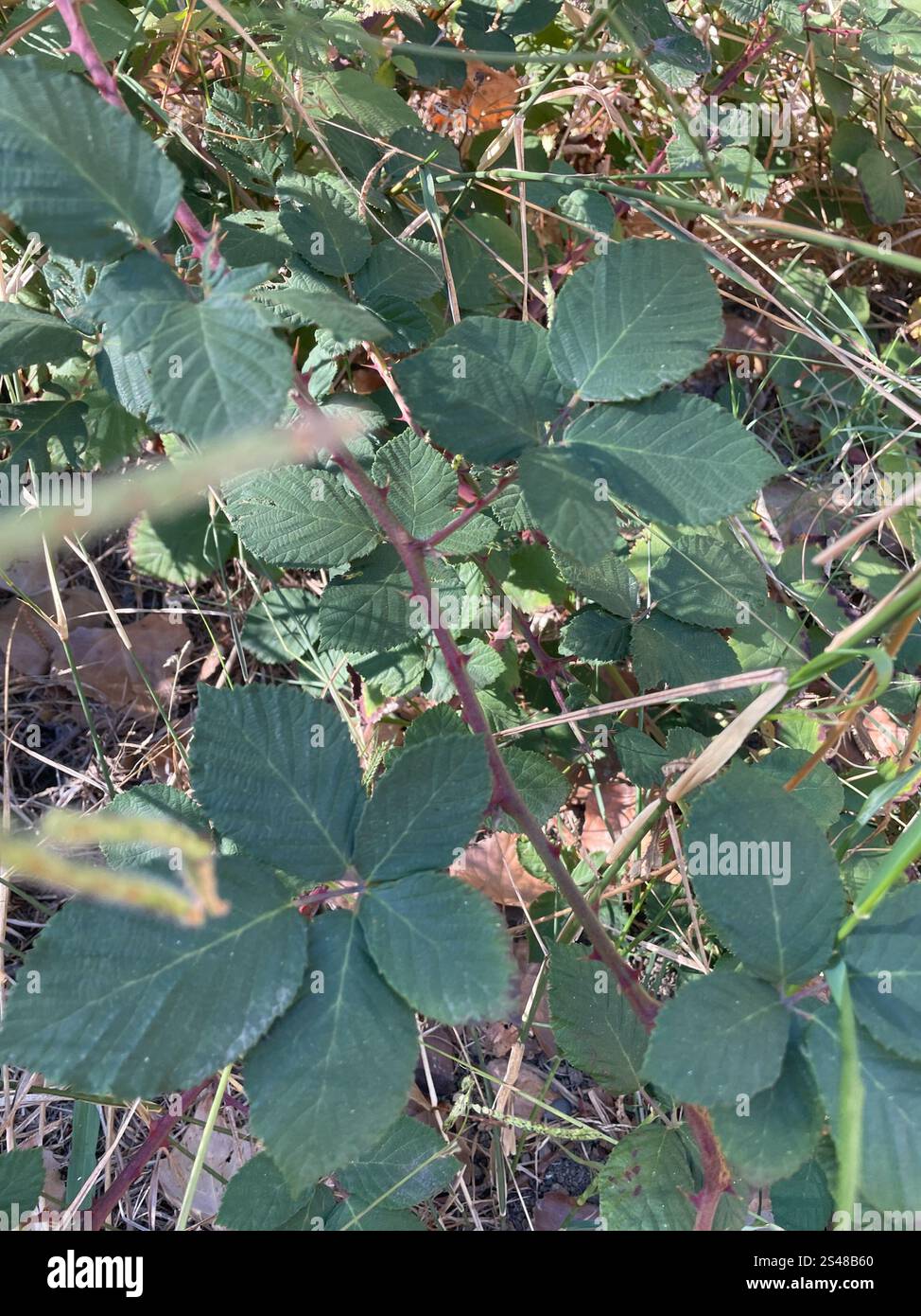 Mûre arménienne (Rubus armeniacus) Banque D'Images