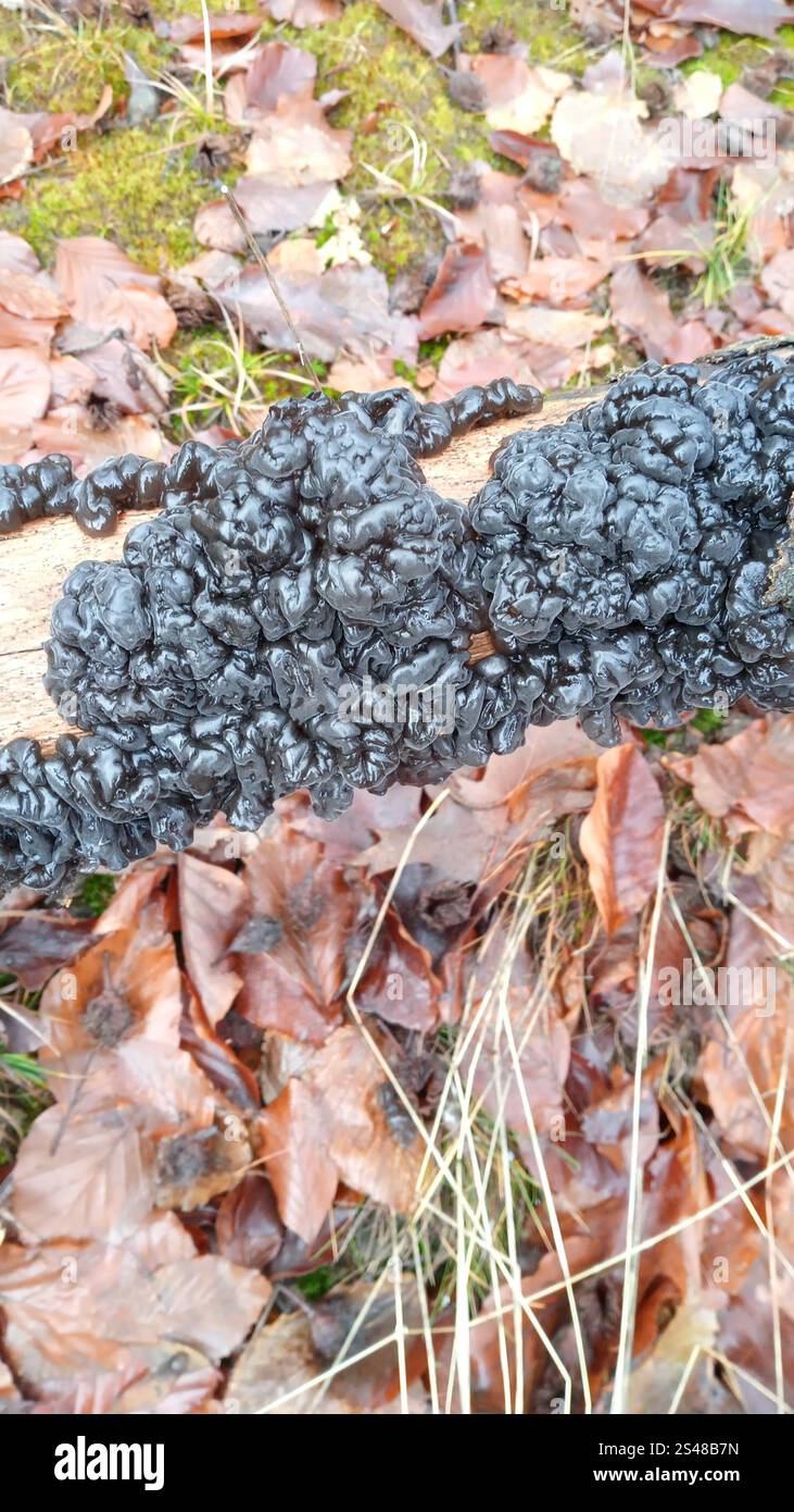 Beurre de Warlock (Exidia nigricans) Banque D'Images