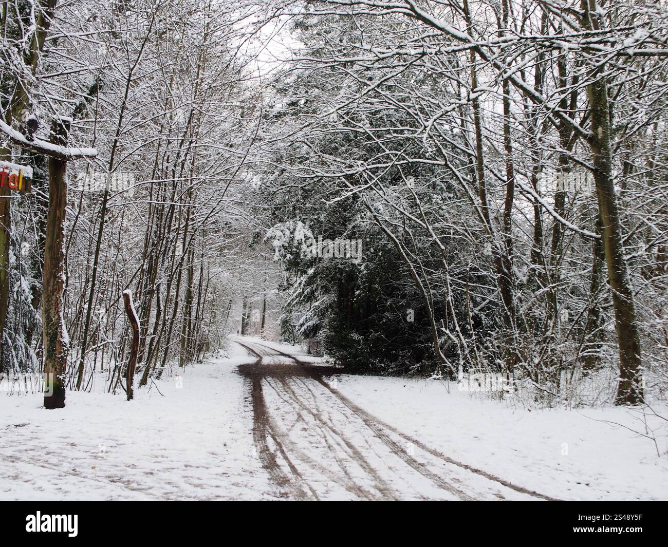 Sentier pédestre de la forêt enneigée dans la forêt de Kottenforst à Bonn, Allemagne en janvier Banque D'Images