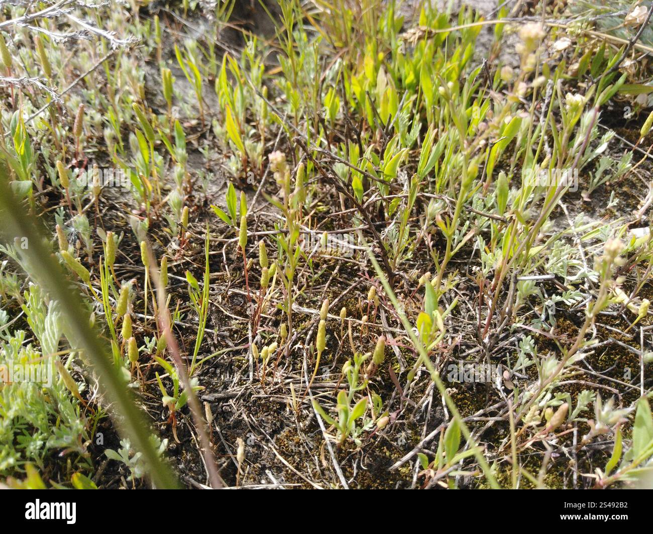 Petite queue de mousette (Myosurus minimus) Banque D'Images
