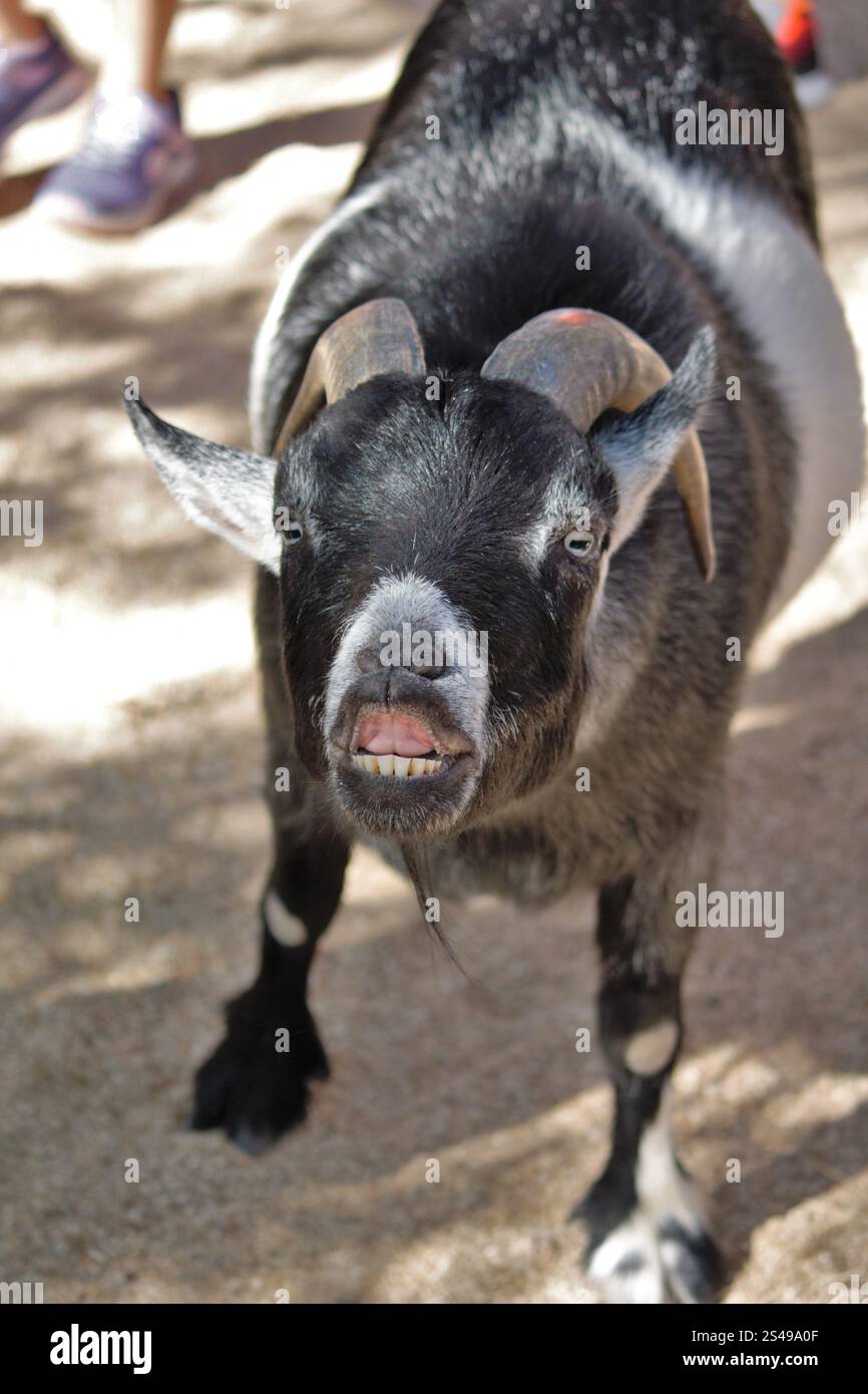 American Pygmy Goat Flehmen Response Banque D'Images