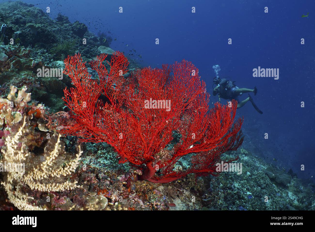 Éventail noué rouge (Melithaea ochracea) sur un récif tropical, plongeur en arrière-plan, site de plongée Crystal Bay, Nusa Ceningan, Nusa Penida, Bali, Indonésie, Banque D'Images