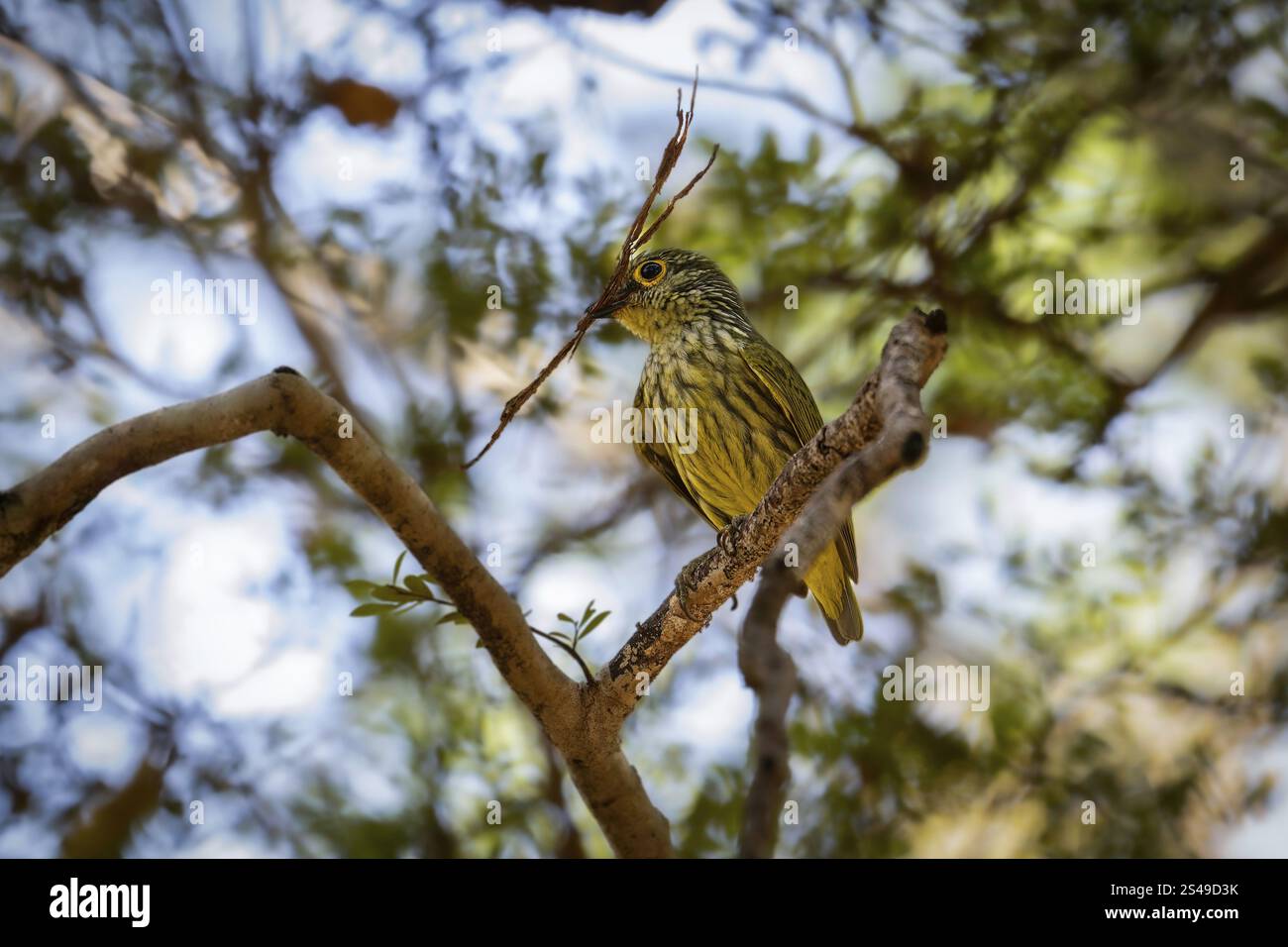 Femelle jala à ventre jaune (Philipitta schlegeli) dans les forêts sèches du parc national de Tsingy de Bemaraha Banque D'Images