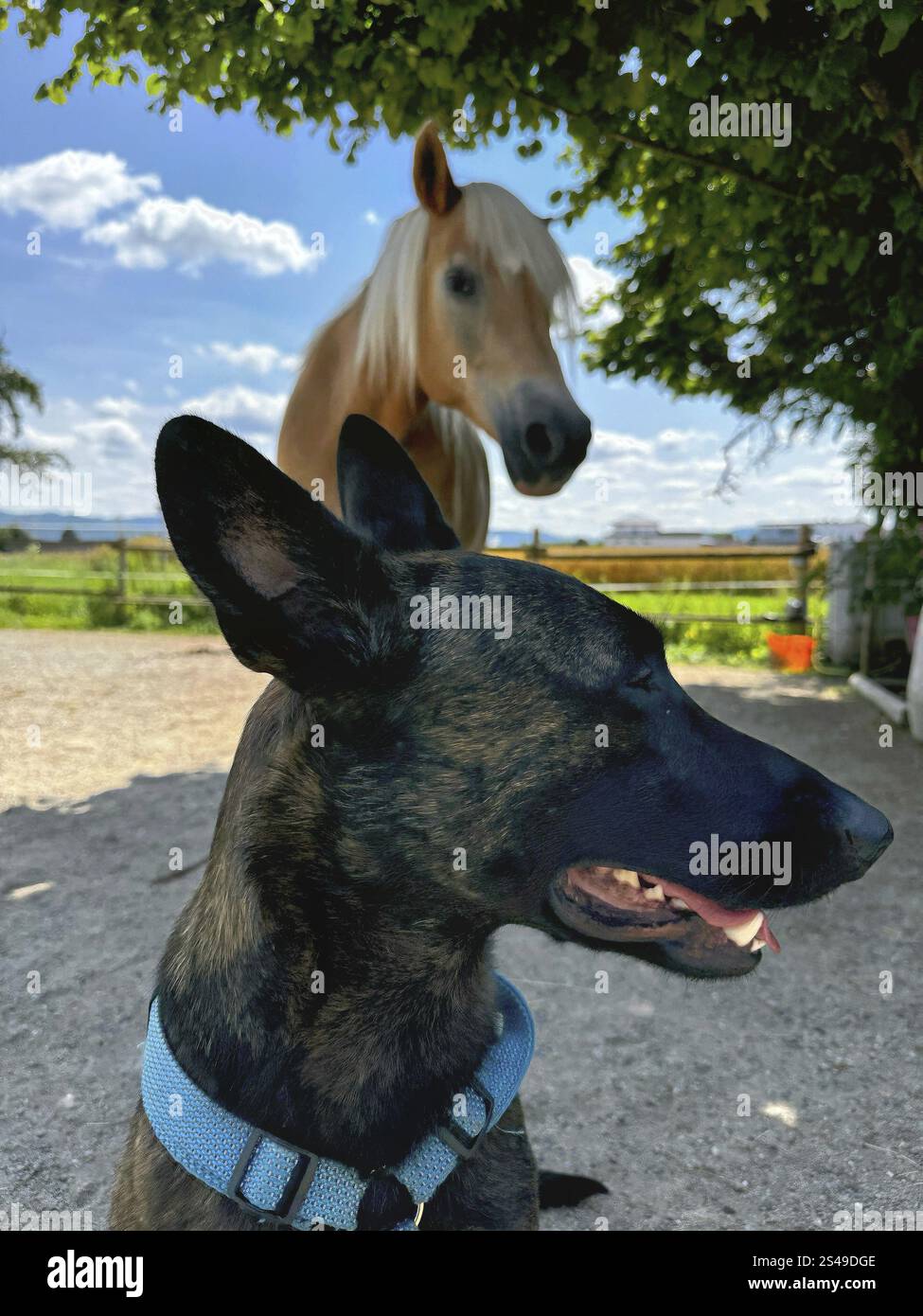 Un puissant chien policier, un berger malinois, se tient à l'attention. Le chien a environ deux ans, avec une construction bien dressée et athlétique. Son manteau est shor Banque D'Images