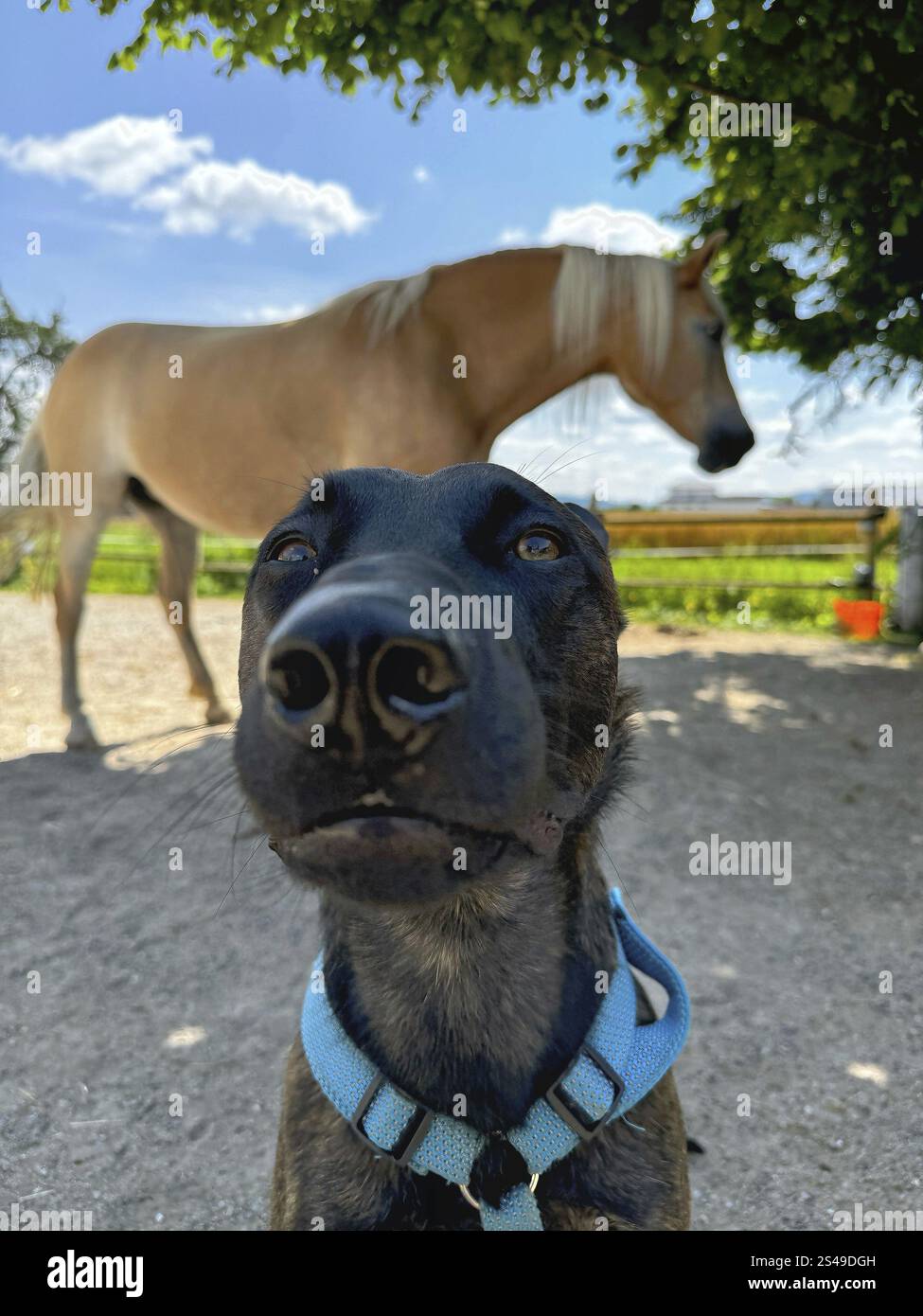 Un puissant chien policier, un berger malinois, se tient à l'attention. Le chien a environ deux ans, avec une construction bien dressée et athlétique. Son manteau est shor Banque D'Images