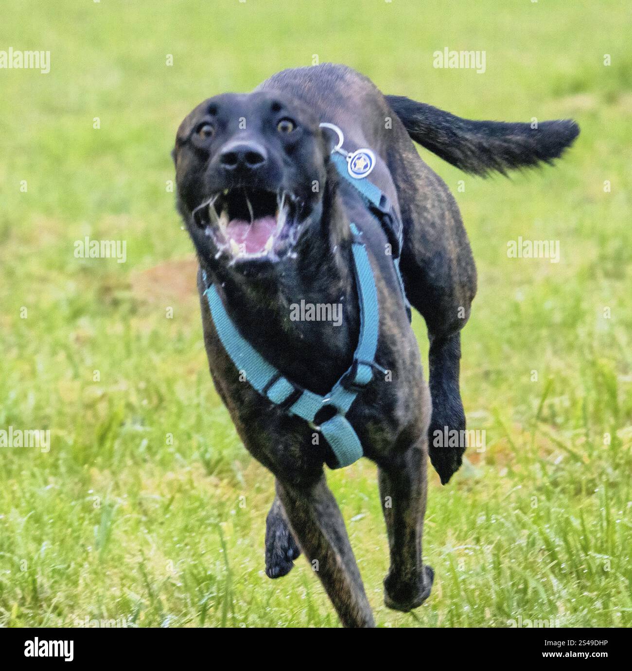 Un puissant chien policier, un berger malinois, se tient à l'attention. Le chien a environ deux ans, avec une construction bien dressée et athlétique. Son manteau est shor Banque D'Images