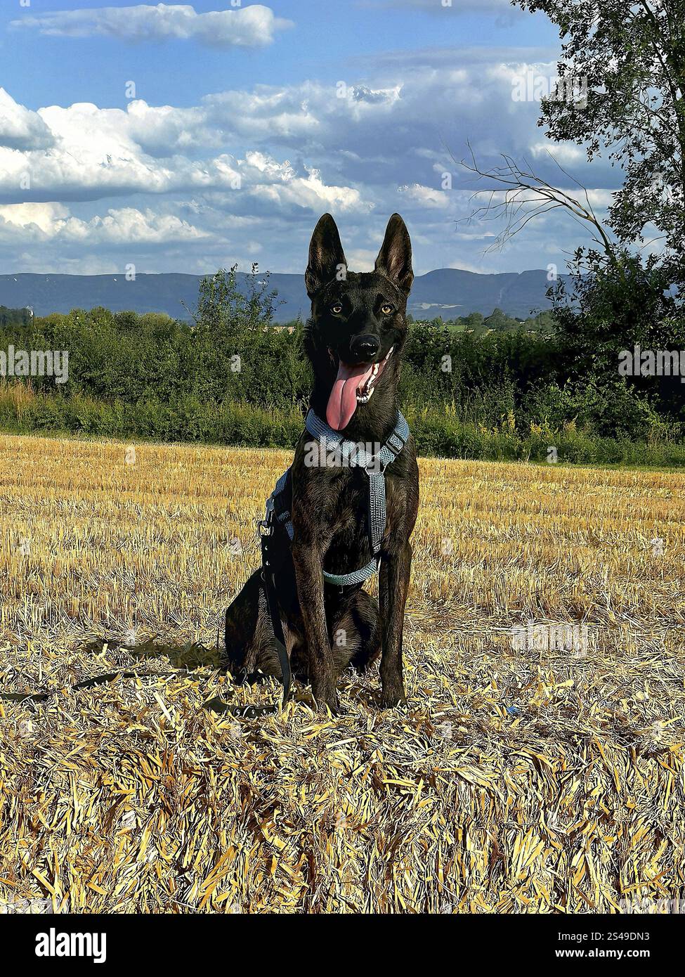 Un puissant chien policier, un berger malinois, se tient à l'attention. Le chien a environ deux ans, avec une construction bien dressée et athlétique. Son manteau est shor Banque D'Images
