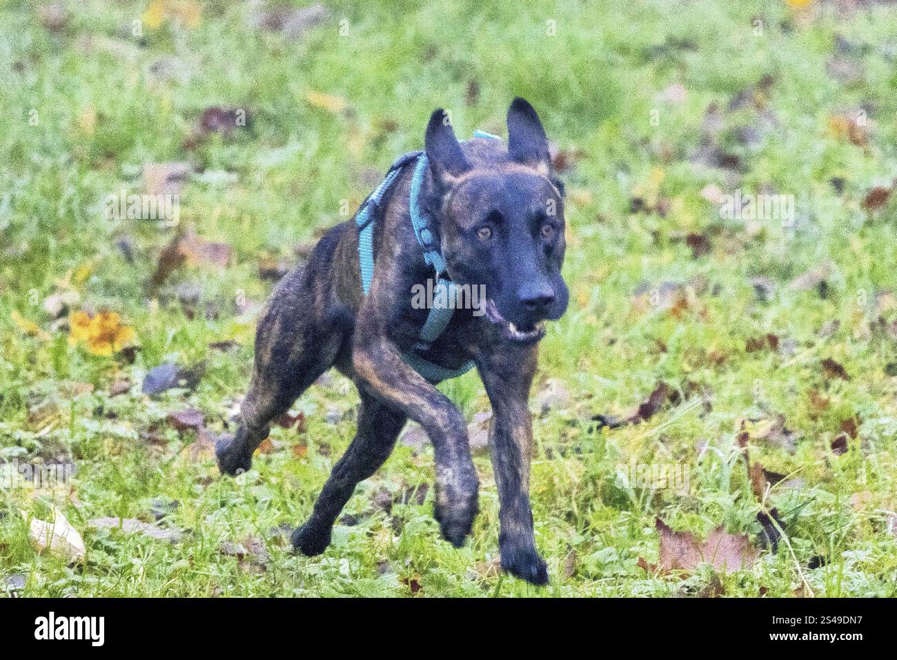 Un puissant chien policier, un berger malinois, se tient à l'attention. Le chien a environ deux ans, avec une construction bien dressée et athlétique. Son manteau est shor Banque D'Images