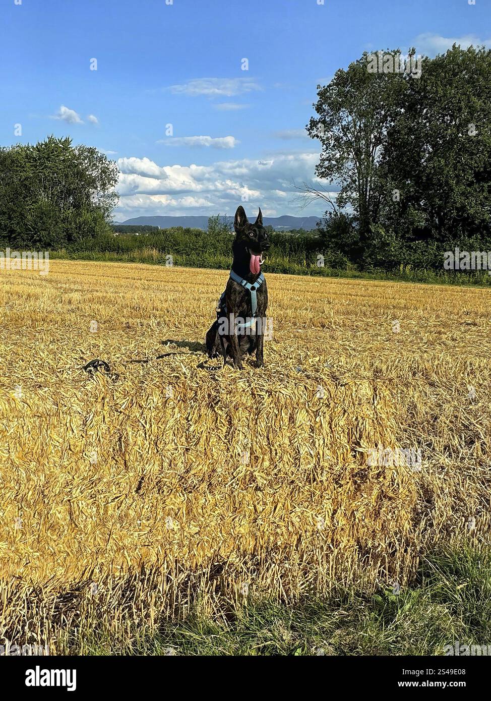 Un puissant chien policier, un berger malinois, se tient à l'attention. Le chien a environ deux ans, avec une construction bien dressée et athlétique. Son manteau est shor Banque D'Images
