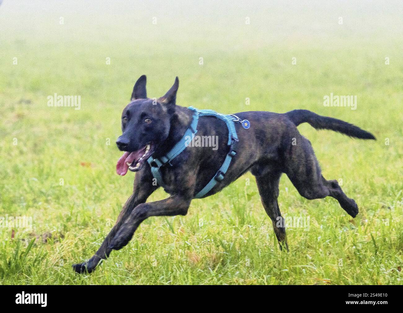Un puissant chien policier, un berger malinois, se tient à l'attention. Le chien a environ deux ans, avec une construction bien dressée et athlétique. Son manteau est shor Banque D'Images