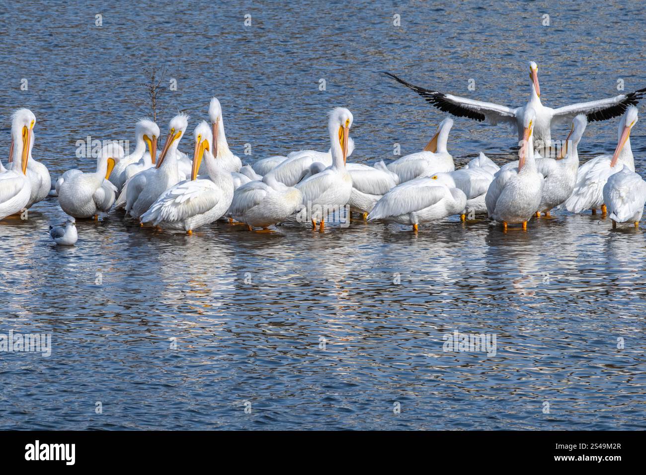 Colonie de pélicans blancs d'Amérique (Pelecanus erythrorhynchos) se trouvant dans la rivière Grand/Neosho à la base du barrage de Fort Gibson à Fort Gibson, Oklahoma. Banque D'Images