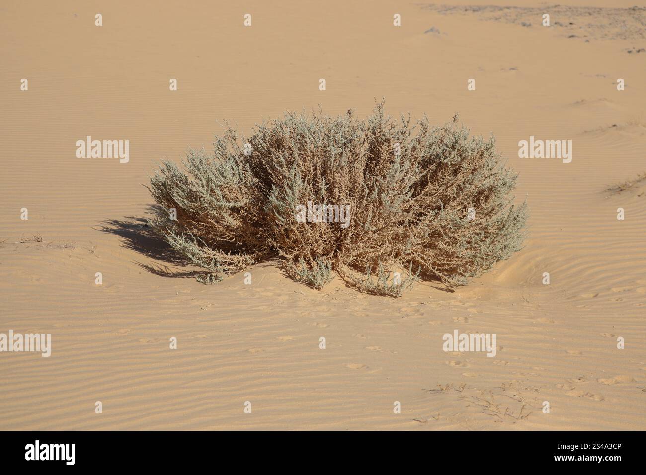 Dunes de sable et plantes du désert à Assouan Banque D'Images