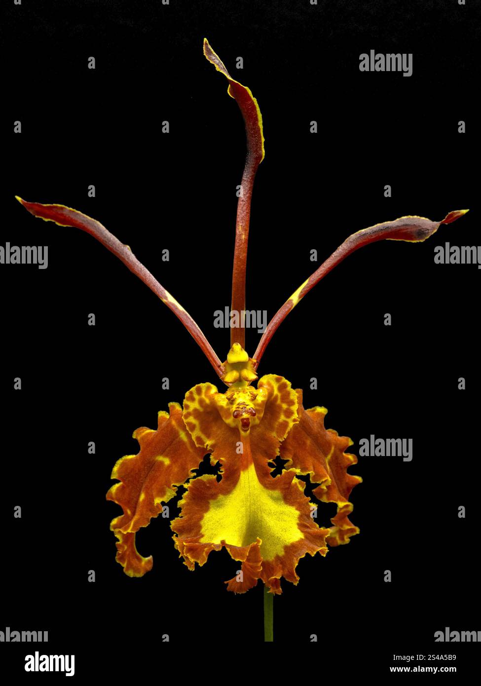 Belle fleur d'une orchidée papillon épiphyte (Psychopsis papilio) d'Amérique centrale et du Sud, en culture. Darkfield Banque D'Images