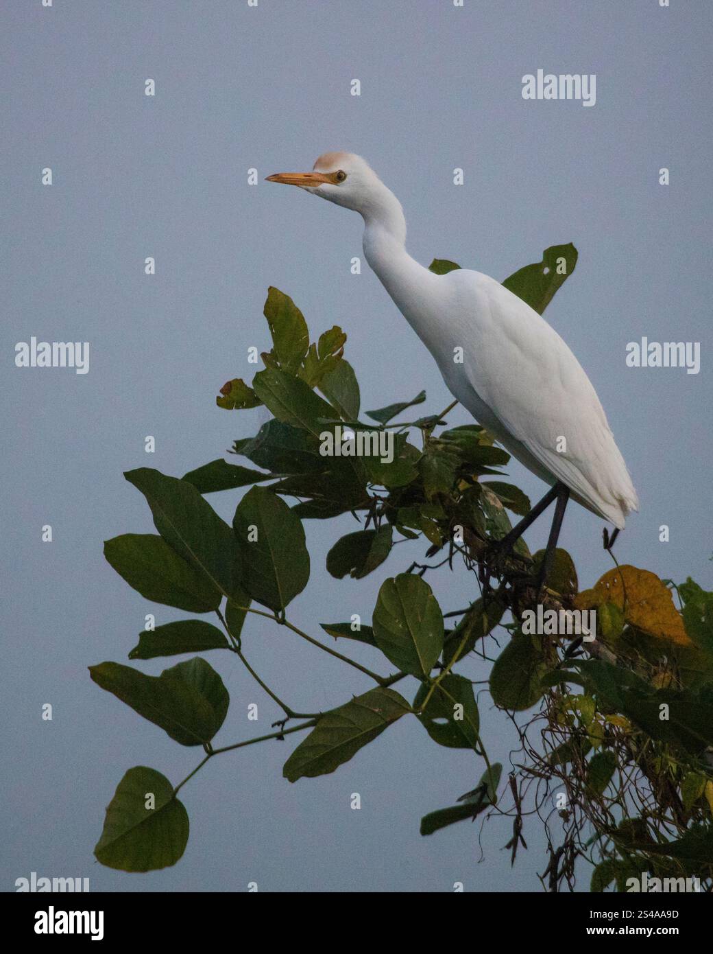 Aigrette à bovins, Bubulcus ibis, dans un arbre à côté du Rio Chagres, Parc National de Soberania, province de Colon, République du Panama, Amérique centrale. Banque D'Images
