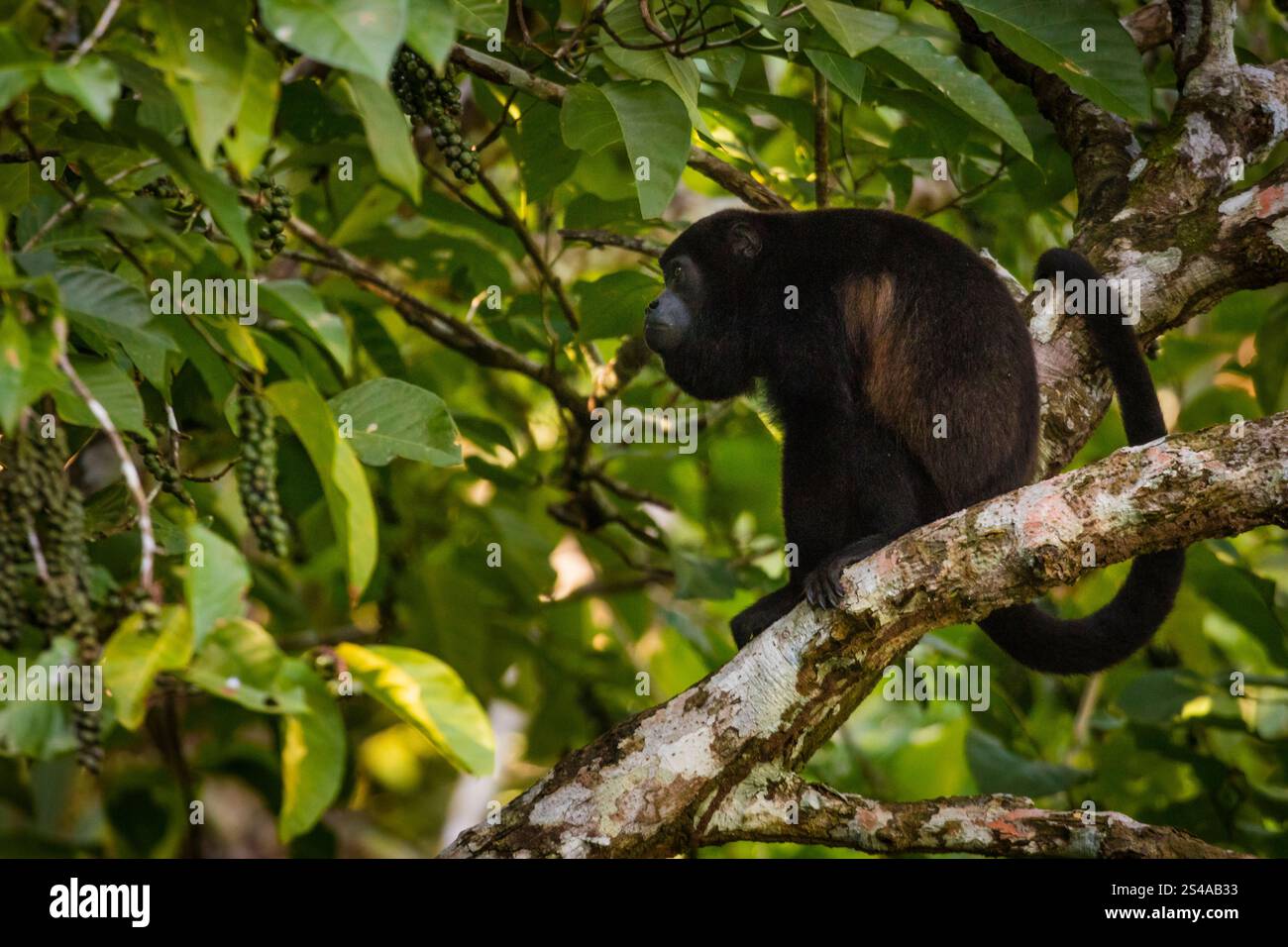 Singe hurleur mantelé, Alouatta palliata, dans la forêt tropicale près de Rio Chagres, parc national de Soberania, province de Colon, République du Panama Banque D'Images