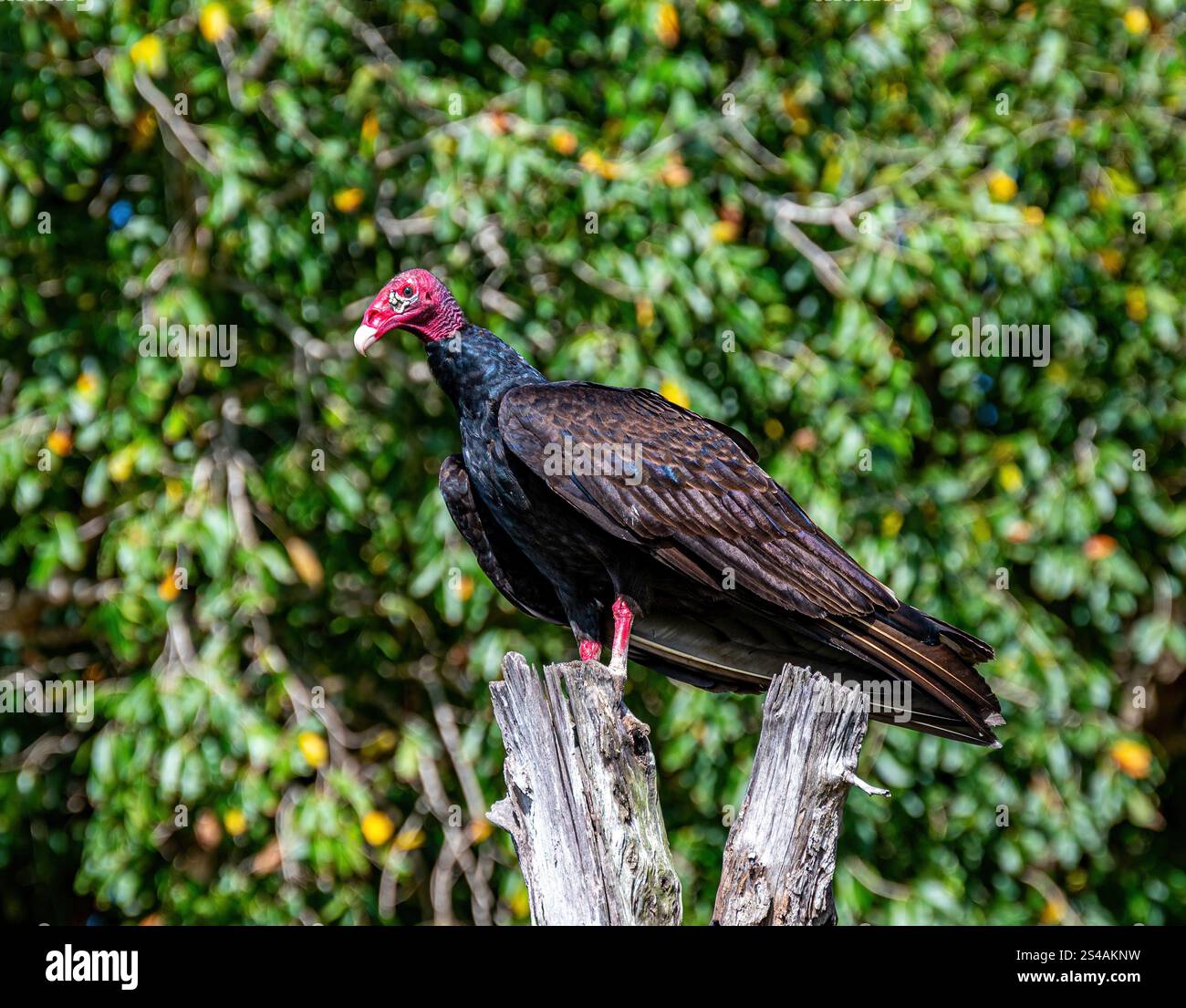 Vautours de dinde, également appelé la buzzard nord-américaine dans Crooked Tree Wildlife Sanctuary, Belize, Amérique centrale. Banque D'Images