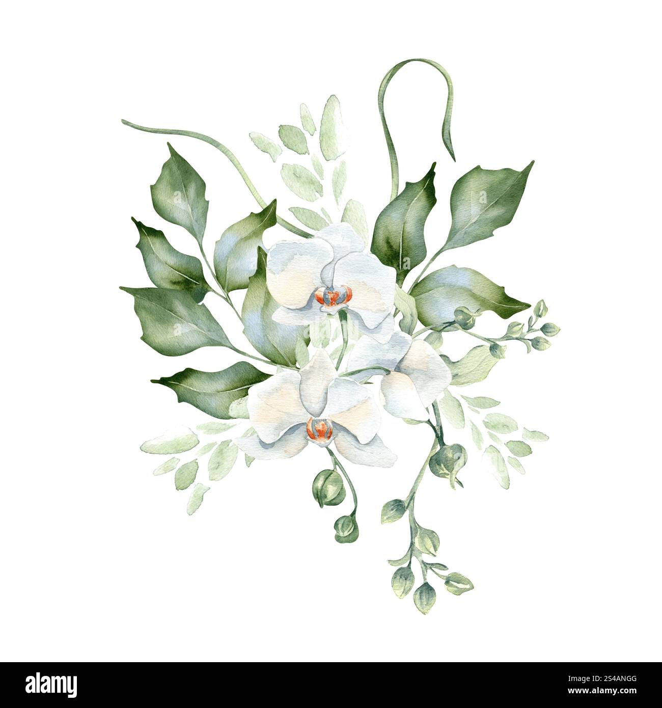 Bouquet de verdure de branches de houx et d'orchidée fleurie délicate illustration aquarelle isolée. Feuillage de brindilles ondulées dessinées à la main en vert doux Banque D'Images