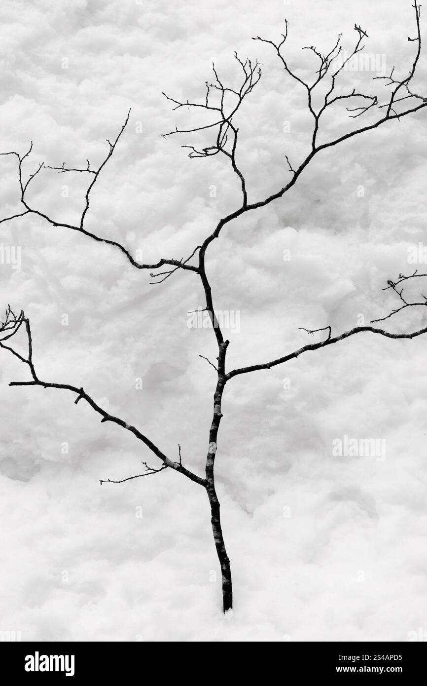 Branche d'arbre tombée sur une surface couverte de neige Banque D'Images