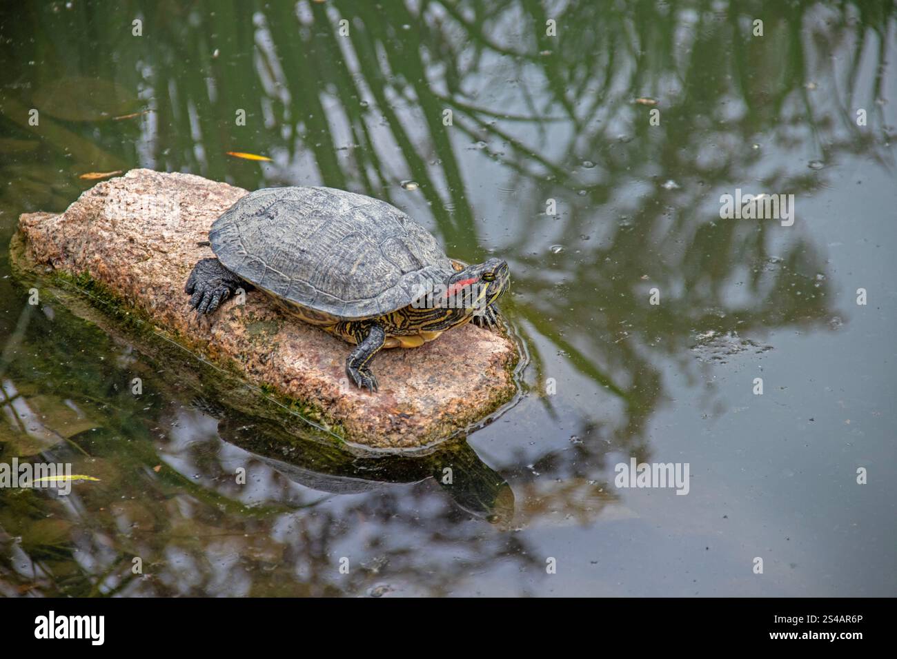 Tortue de Floride -Trachemys scripta elegans- sur un rocher près de l'étang Banque D'Images