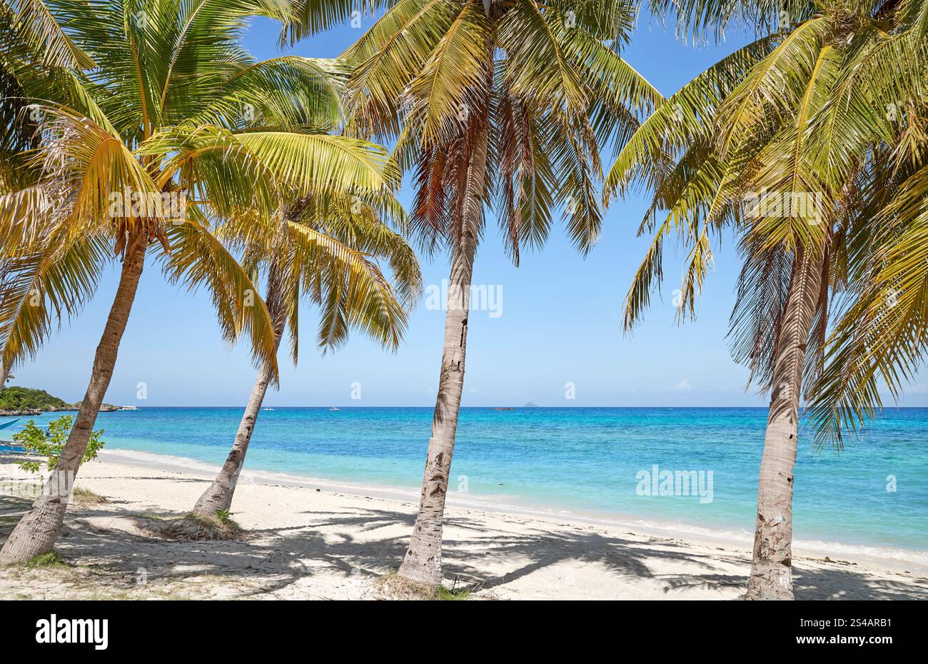 Cocotiers palmiers sur une belle plage sur l'île de Malapascua, Philippines. Banque D'Images