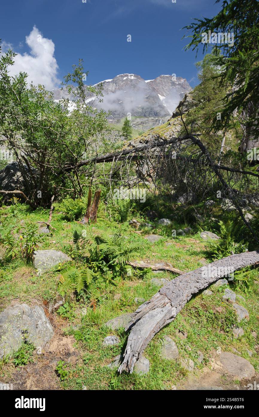 Les sommets Punta Gnifetti ou Signalkuppe, Parrotspitze, Ludwigshohe, Piramide Vincent - de la forêt de la vallée de Valsesia. Banque D'Images