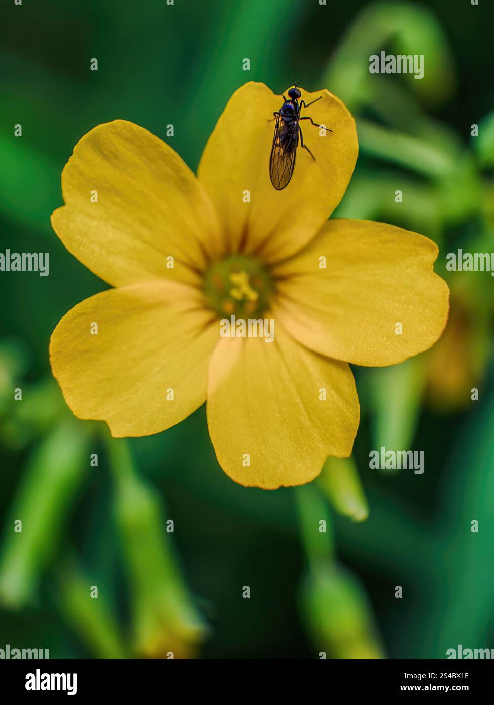 Macro photographie d'un minuscule hoverfly noir sur une fleur commune jaune bois-oseille, capturée dans une forêt dans les montagnes andines orientales de la Colombie. Banque D'Images