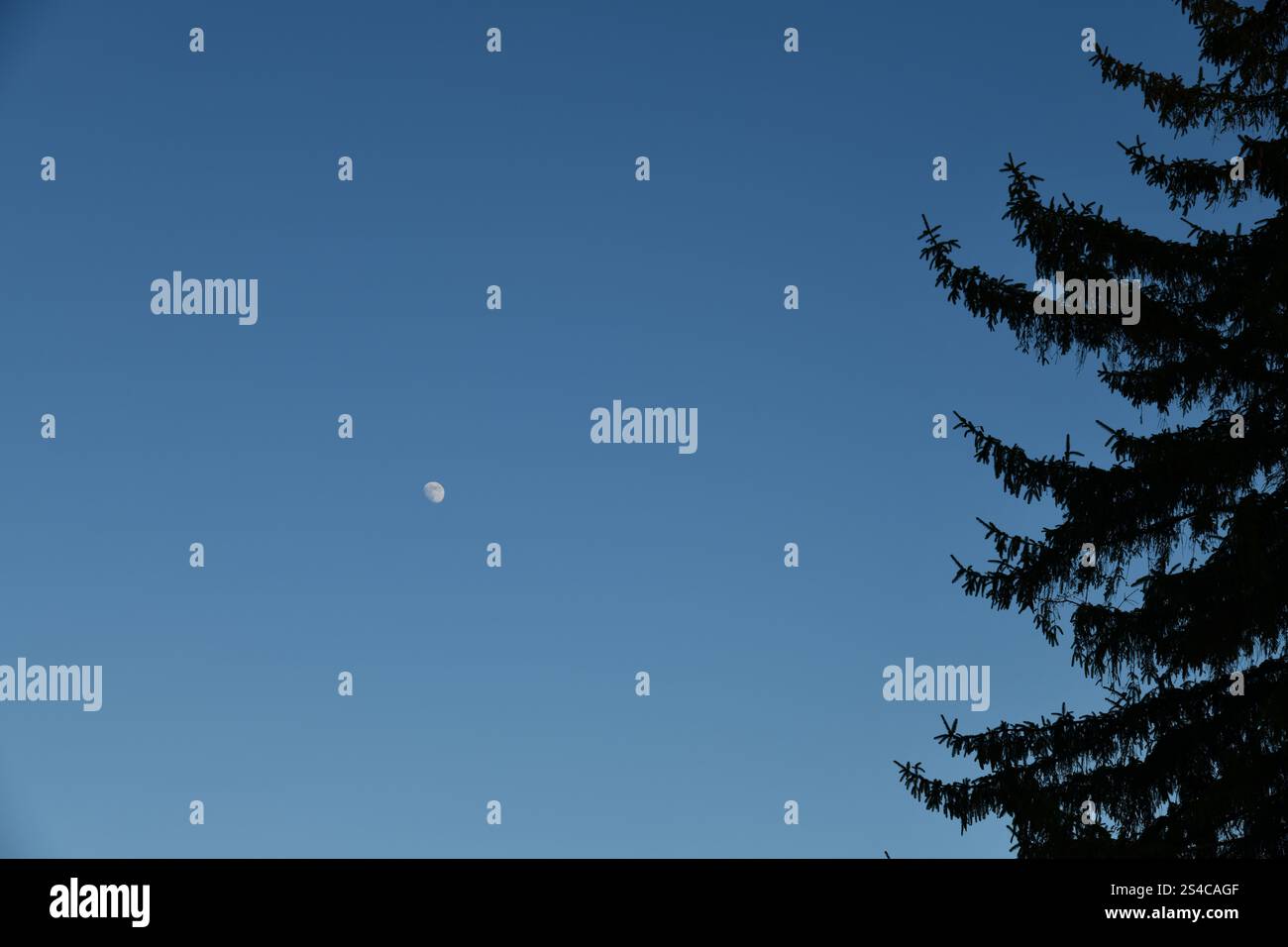 Piédestal de plate-forme en pierre dans la forêt tropicale pour la présentation du produit et vert Banque D'Images