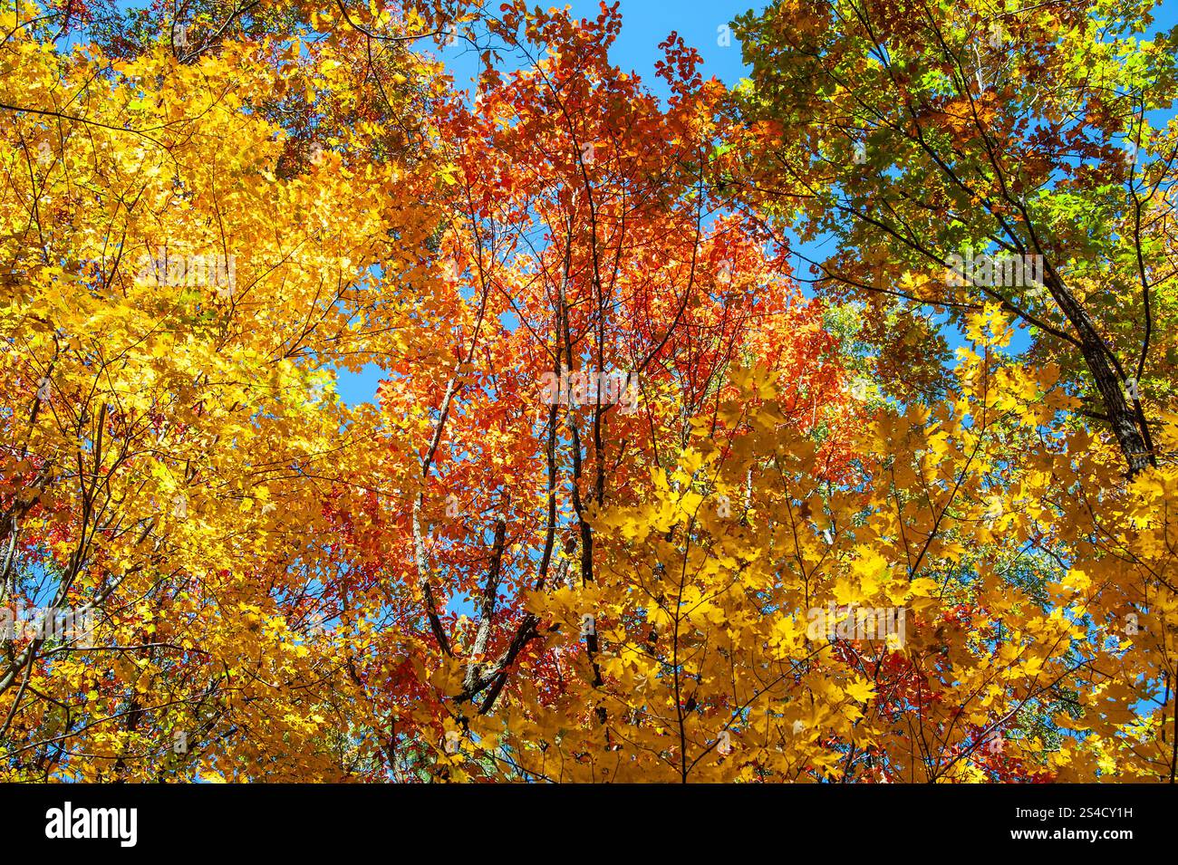 Feuillage d'automne vibrant à Big Canoe dans les montagnes de Géorgie du Nord. (ÉTATS-UNIS) Banque D'Images