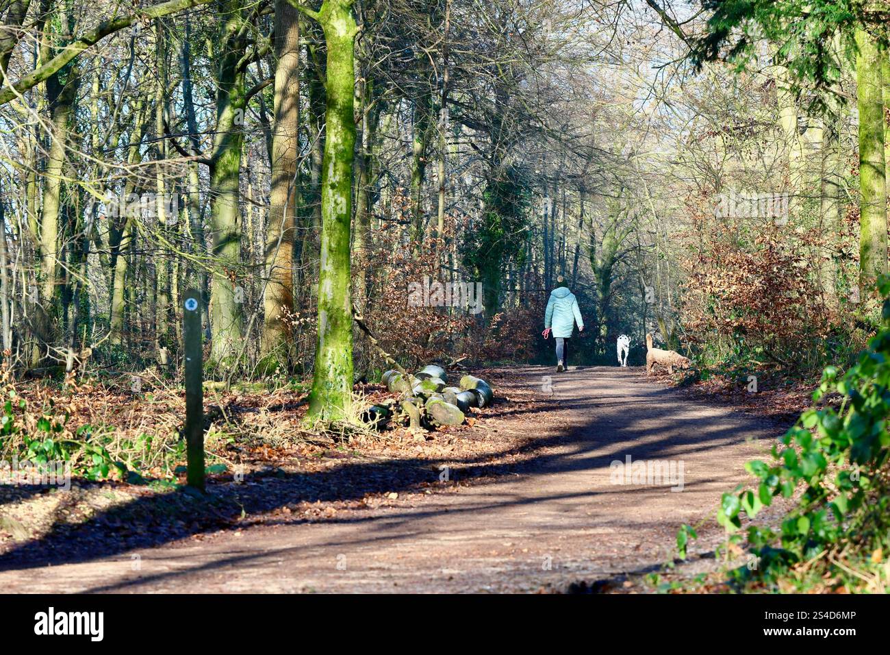 Chiens marchés le long de la Cotswold Way Banque D'Images