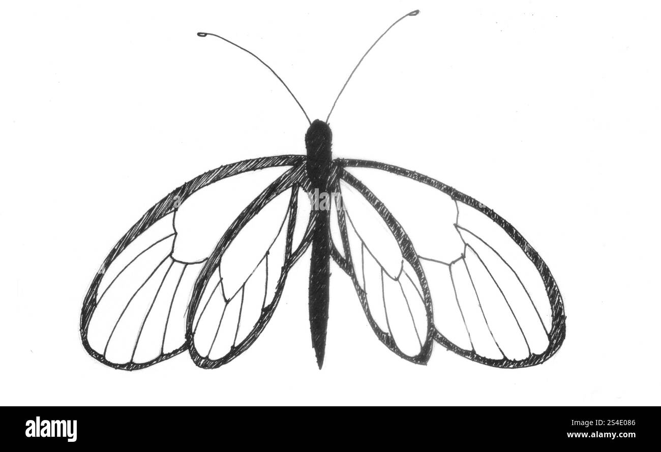 dessin au trait d'un papillon ailé de verre Banque D'Images