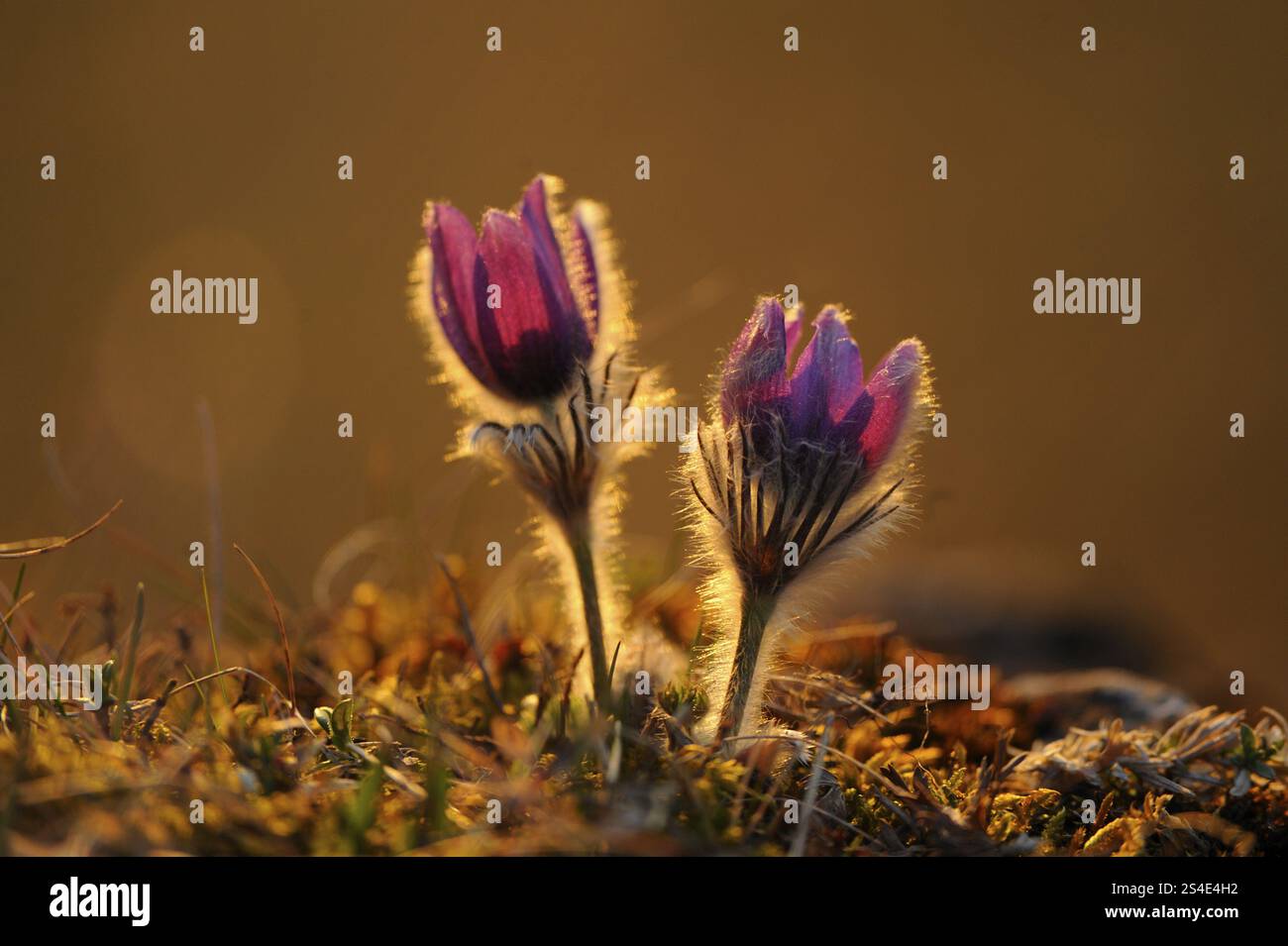Deux fleurs violettes à tiges fourrées dans une lumière tamisée, fleur pasque (Pulsatilla vulgaris), Haut-Palatinat Banque D'Images