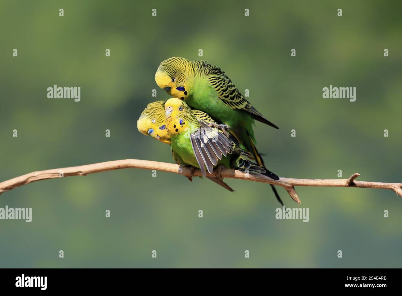 Budgerigar (Melopsittacus undulatus), adulte, groupe, trois, homme, femelle, perche, accouplement, comportement social, Australie, Océanie Banque D'Images