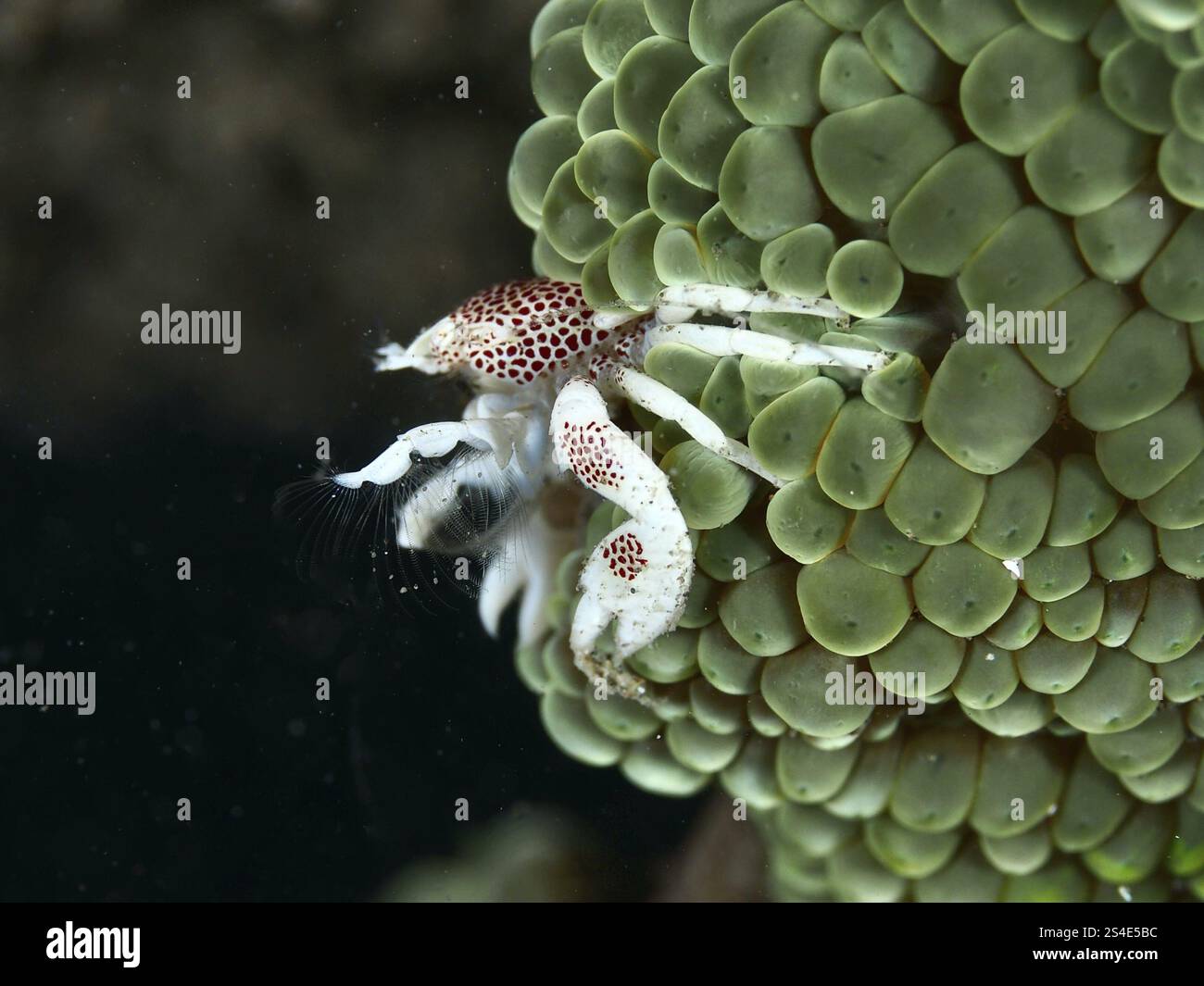 Crabe en porcelaine tacheté (Neopetrolisthes maculatus) accroché à une anémone verte de mer, site de plongée House Reef, Penyapangan, Bali, Indonésie, Asie Banque D'Images