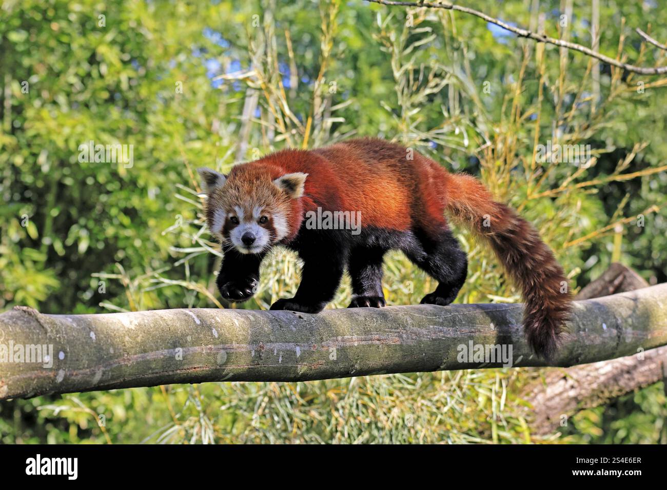 Panda rouge occidental Ailurus fulgens), adulte, sur tronc d'arbre, courant, captif, Himalaya, Asie centrale Banque D'Images